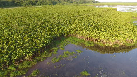 Flying-over-the-Kaw-swamp-natural-reserve-in-French-Guiana,-aquatic-plants-drone